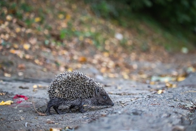 與移動速度 與移動速度